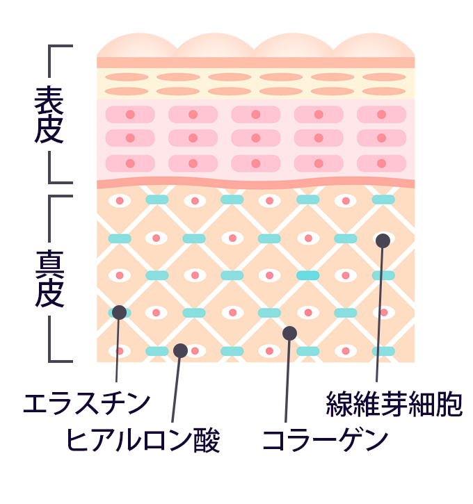 皮膚の構造